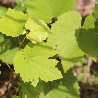 Vitis